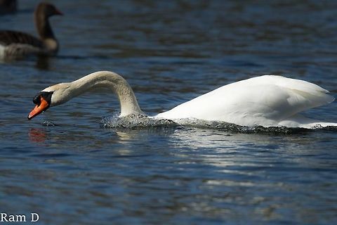 Swan glide... Shot of a swan low in the water, looked as if he was gliding on the surface... Cygnus olor,Geotagged,Mute Swan,Netherlands