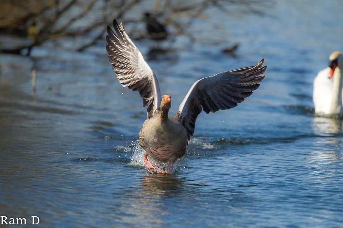 Bird on the run... This goose was being chased by the mute swan, quite funny... Anser anser,Geotagged,Greylag Goose,Netherlands