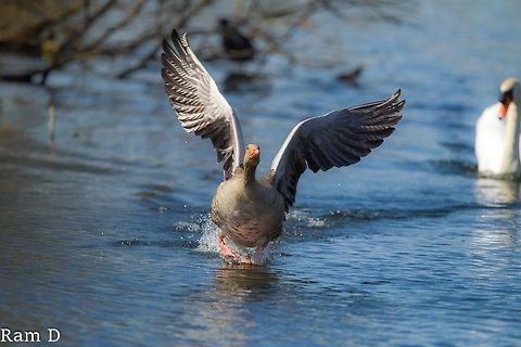 Bird on the run... This goose was being chased by the mute swan, quite funny... Anser anser,Geotagged,Greylag Goose,Netherlands