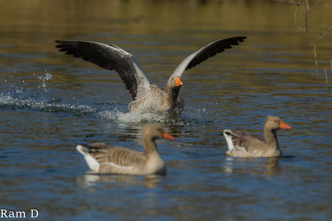 Greylag About to Take-Off The chase continues... Anser anser,Geotagged,Greylag Goose,Netherlands