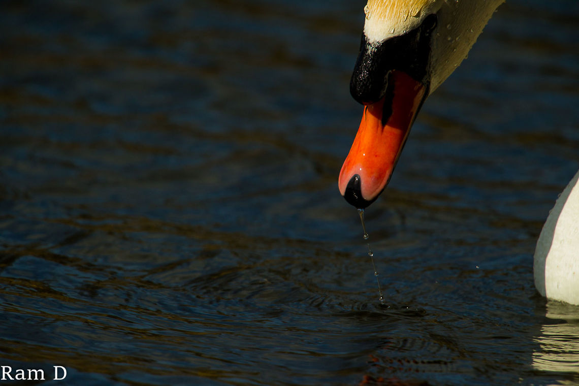 Close-up Bill Water droplets in symmetry... Cygnus olor,Geotagged,Mute Swan,Netherlands