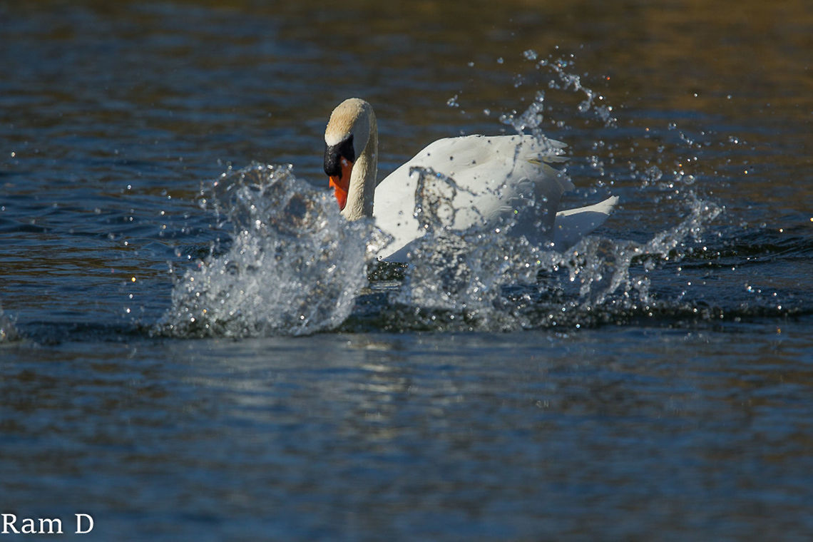 Splash... Mute Swan enjoying the swim... Cygnus olor,Geotagged,Mute Swan,Netherlands