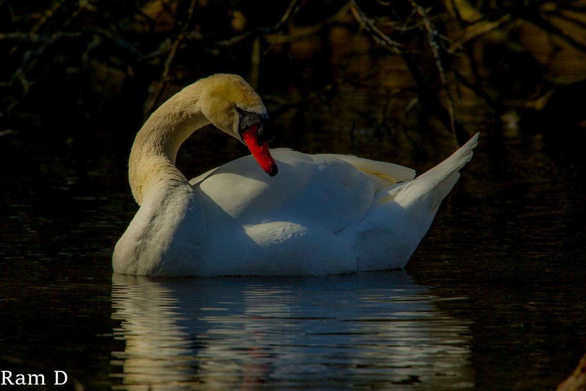 Low-key mute swan... The side-lighting gave room to experiment with a low-key image... Cygnus olor,Geotagged,Mute Swan,Netherlands