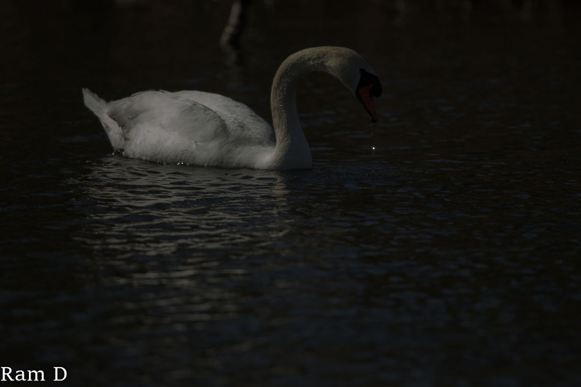 Drop shot... Just taking the focus away from the swan and highlighted the water droplet... Cygnus olor,Geotagged,Mute Swan,Netherlands
