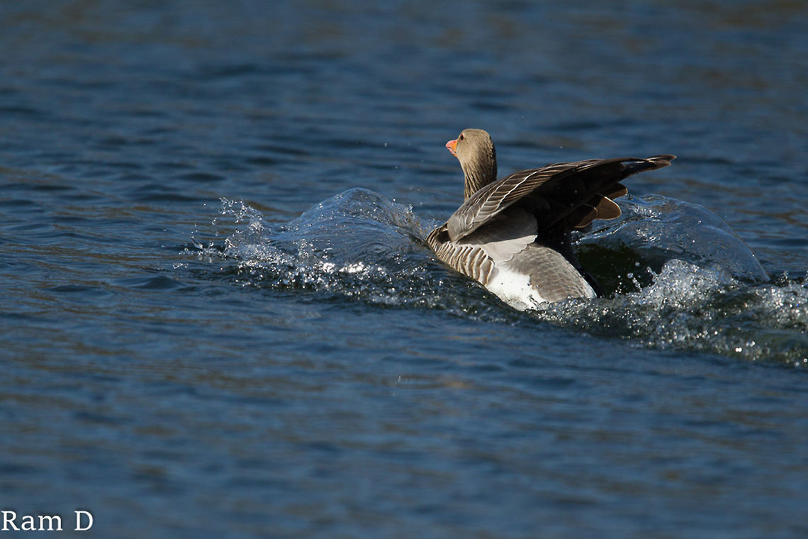 Scooting Greylag Being Chased by a Swan is not all fun...except of course of if you have a camera!! Anser anser,Geotagged,Greylag Goose,Netherlands
