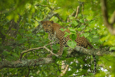 Watching me watching you... A leopard on a tree is sight worth waiting for... Indian leopard,Panthera pardus fusca