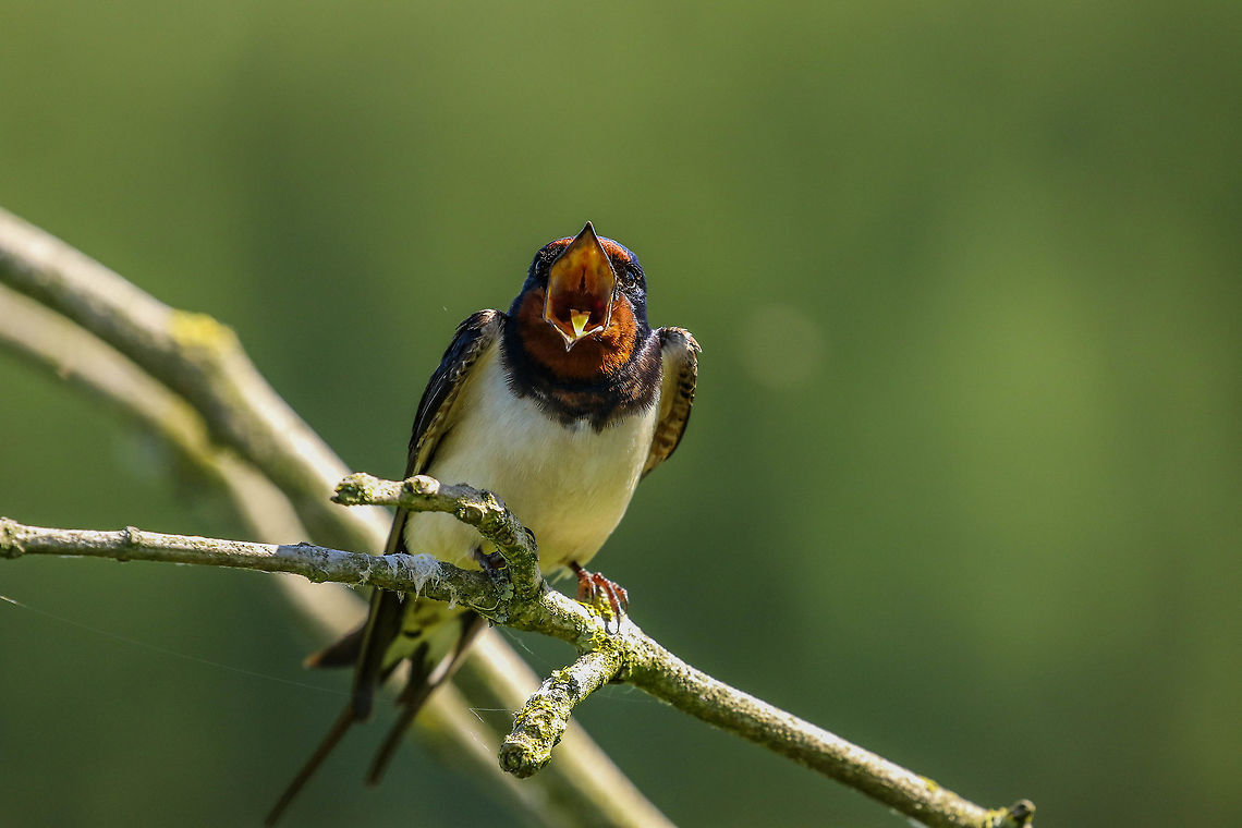 Deep-throat.... Barn swallow all ready for his annuals... Barn Swallow,Hirundo rustica