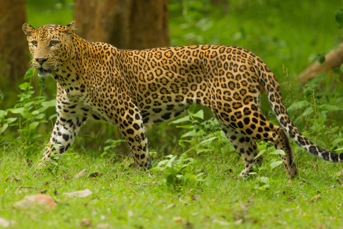 Mr. Majestic from the tree-top to terra firma a leopard is a sight to behold... Indian leopard,Panthera pardus fusca