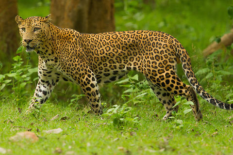 Mr. Majestic from the tree-top to terra firma a leopard is a sight to behold... Indian leopard,Panthera pardus fusca