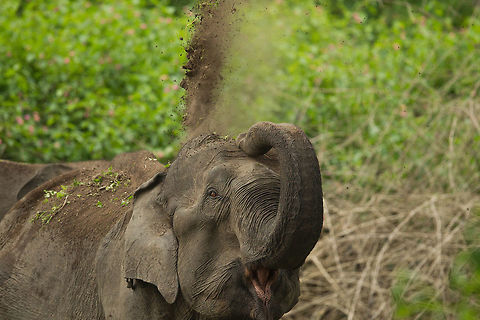 Dust in the wind... Cooling off in the heat... Asian elephant,Elephas maximus