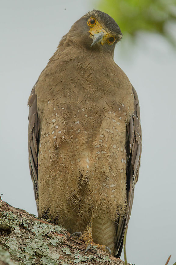 Hello... Creste Serpent Eagle... Crested Serpent Eagle,Spilornis cheela