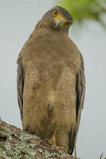 Hello... Creste Serpent Eagle... Crested Serpent Eagle,Spilornis cheela