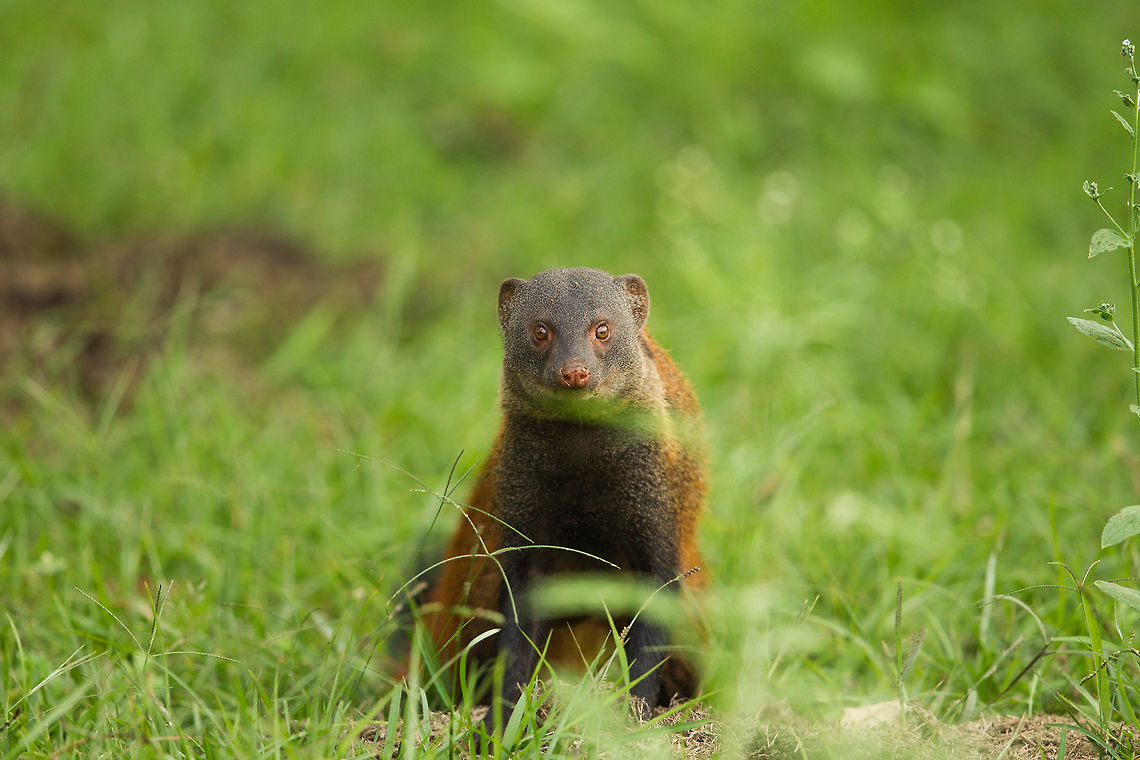 Striped Mongoose A very industrious mammal... Banded Mongoose,Herpestes vitticollis,Mungos mungo,Mungotictis decemlineata,Narrow-striped Mongoose,Stripe-necked Mongoose