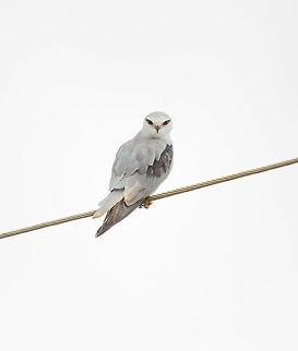 Redeye Black winged kite Black-winged Kite,Elanus caeruleus