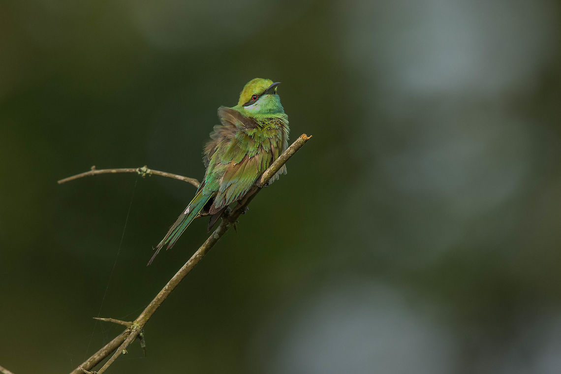Bee-eater A very colourful bird in the sun... Green bee-eater,Merops orientalis
