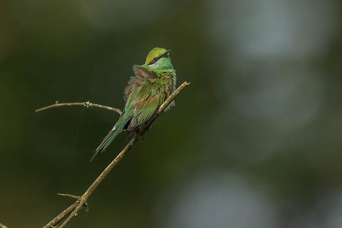 Bee-eater A very colourful bird in the sun... Green bee-eater,Merops orientalis