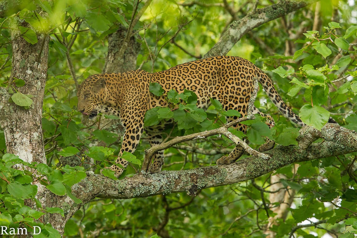 Spotted...Cat Walking... Delicate Balancing Act.. Indian leopard,Panthera pardus fusca