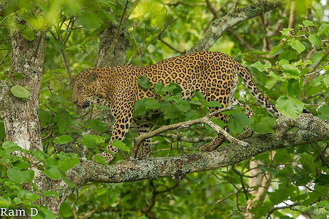 Spotted...Cat Walking... Delicate Balancing Act.. Indian leopard,Panthera pardus fusca