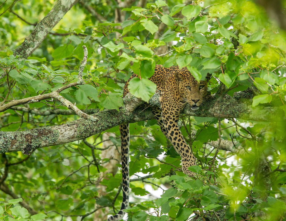 Stare... One for the photographers... Indian leopard,Panthera pardus fusca