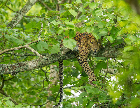Stare... One for the photographers... Indian leopard,Panthera pardus fusca