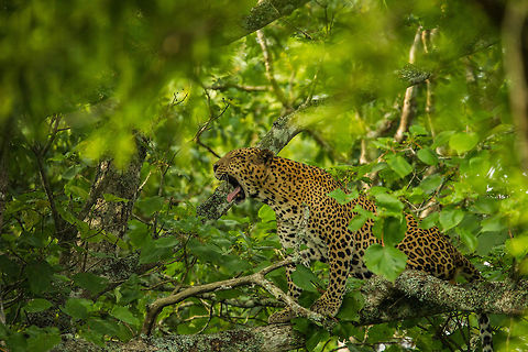 Yaaawn... Looks like he had enough of the paparazzi... Indian leopard,Panthera pardus fusca