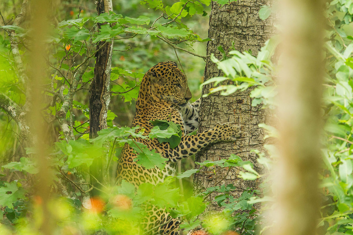 Tree-hug Unique technique to getting down... Indian leopard,Panthera pardus fusca