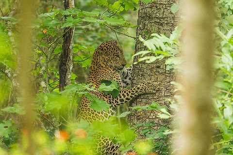Tree-hug Unique technique to getting down... Indian leopard,Panthera pardus fusca