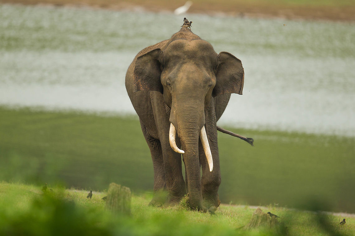 Free ride... Mynah mahout&#039;s... Asian elephant,Elephas maximus