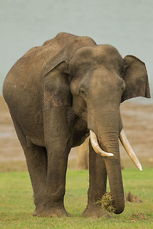 What a bull! Amazing grace... Asian elephant,Elephas maximus
