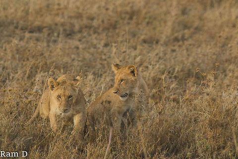 Playtime... cubs frolicking in the Serengeti... Lion,Panthera leo