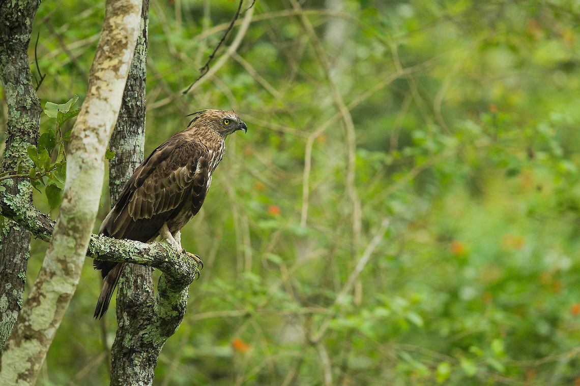 Changeable Hawk Eagle... Keen eye scouring the ground for grub... Changeable Hawk-Eagle,Nisaetus cirrhatus