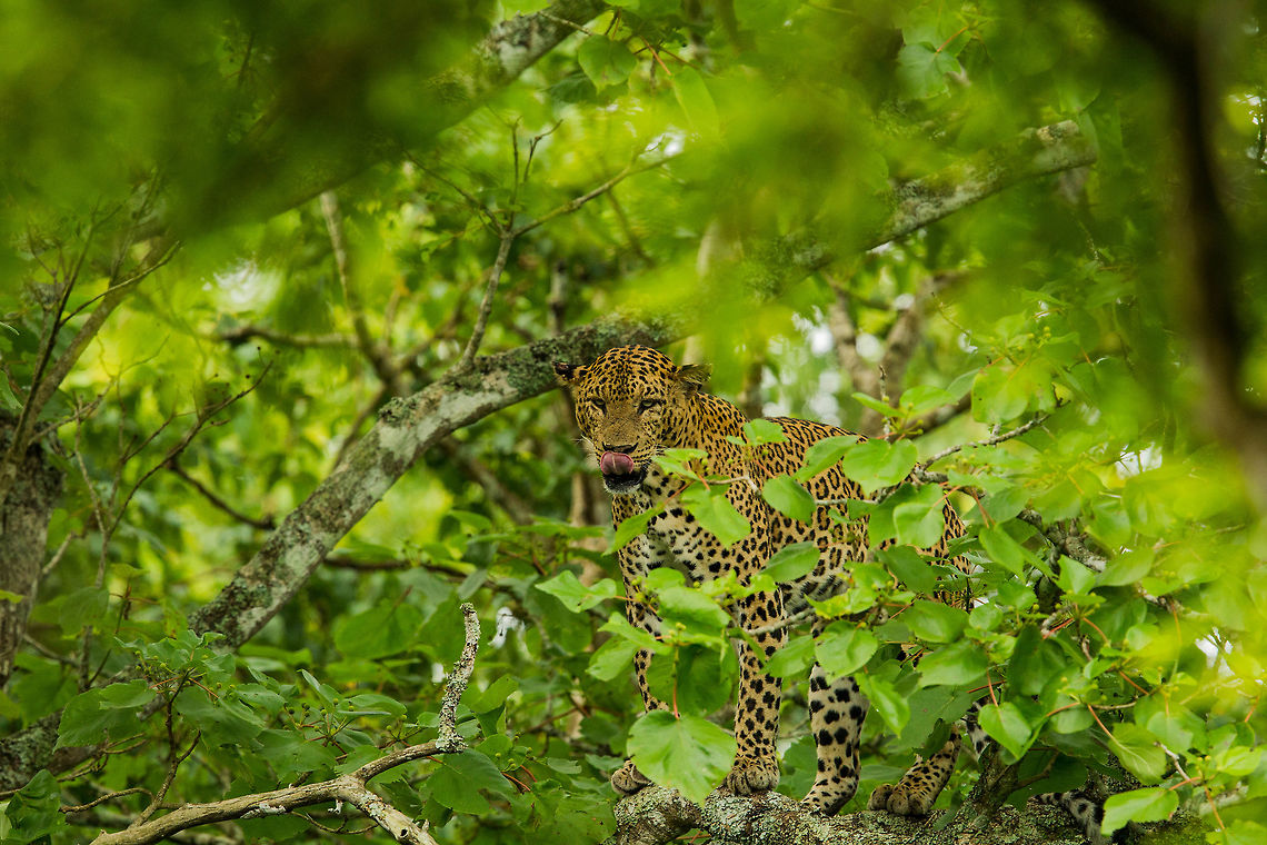Yuuum... Meal time.. Indian leopard,Panthera pardus fusca