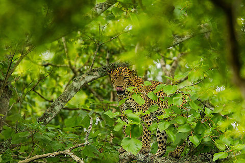 Yuuum... Meal time.. Indian leopard,Panthera pardus fusca