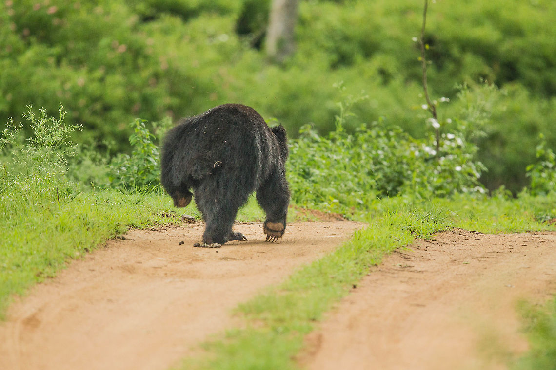 The Dance... Sloth Bear Stance... Melursus ursinus,Sloth bear