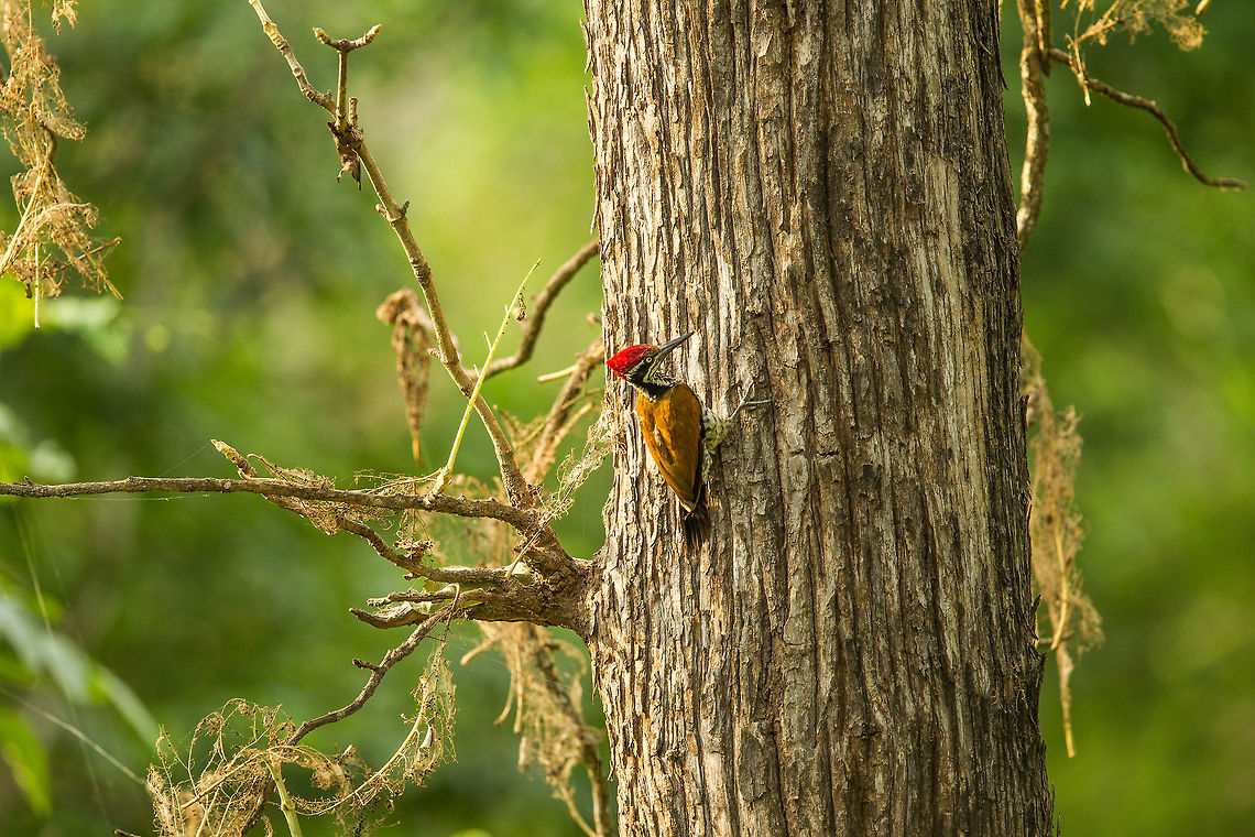 Knock on Wood Flameback... Chrysocolaptes guttacristatus,Greater flameback