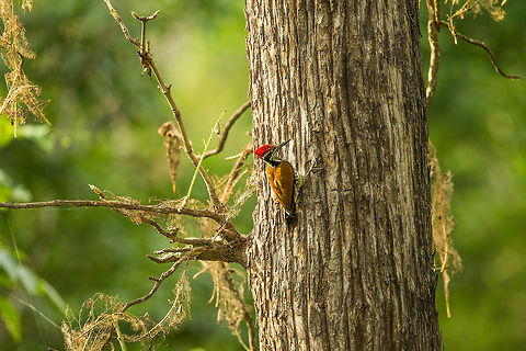 Knock on Wood Flameback... Chrysocolaptes guttacristatus,Greater flameback