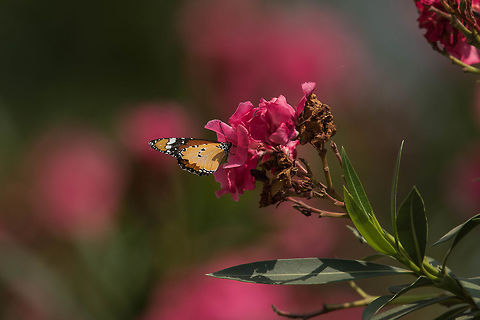 Winged Beauty Striped Tiger... African Monarch,Danaus chrysippus