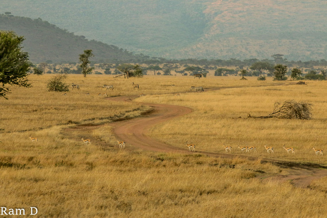 Crossing... Amazing Vista... Eudorcas thomsonii,Thomsons gazelle