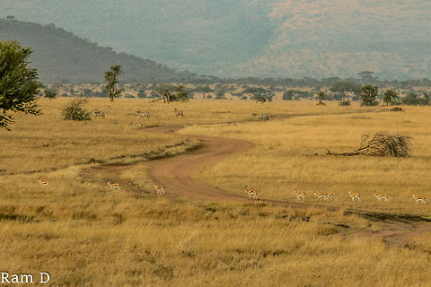 Crossing... Amazing Vista... Eudorcas thomsonii,Thomsons gazelle