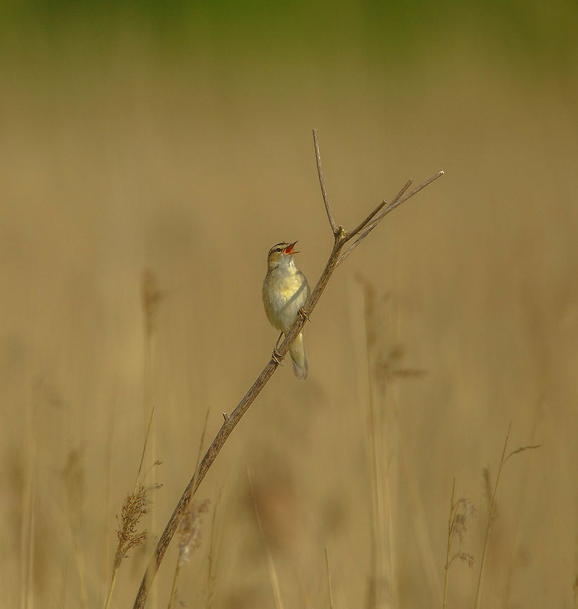 Morning Call The light got my attention for this one... Species to be confirmed Acrocephalus schoenobaenus,Acrocephalus scirpaceus,Eurasian Reed Warbler,Sedge Warbler