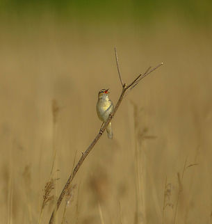 Morning Call The light got my attention for this one... Species to be confirmed Acrocephalus schoenobaenus,Acrocephalus scirpaceus,Eurasian Reed Warbler,Sedge Warbler