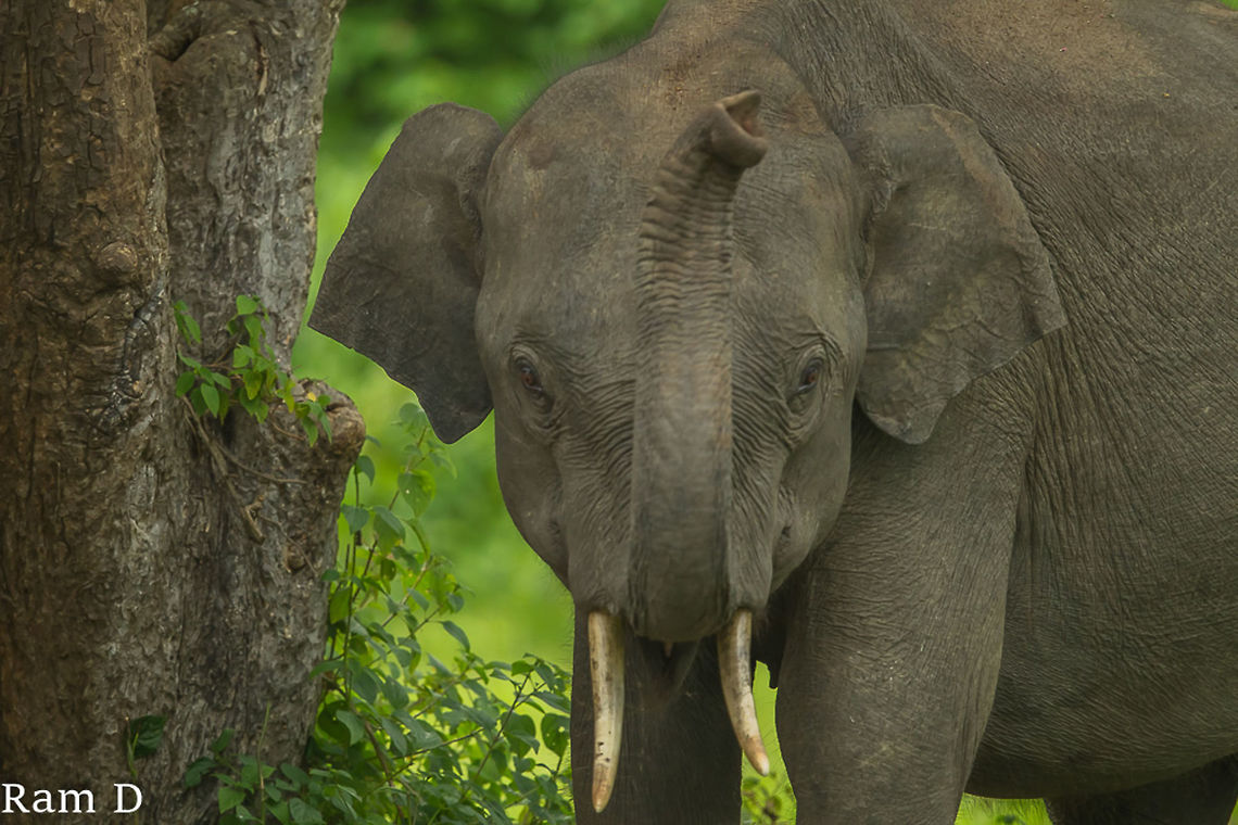 Gday! Close-up of a young male... Asian elephant,Elephas maximus