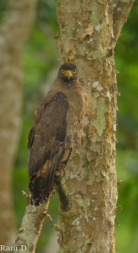 Eye Contact Look who&#039;s looking... Crested Serpent Eagle,Spilornis cheela