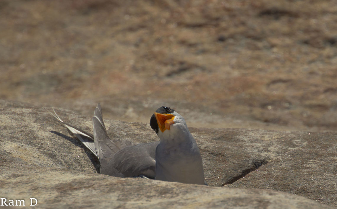 River Tern Hellooo... River Tern,Sterna aurantia