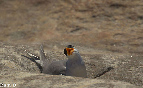 River Tern Hellooo... River Tern,Sterna aurantia