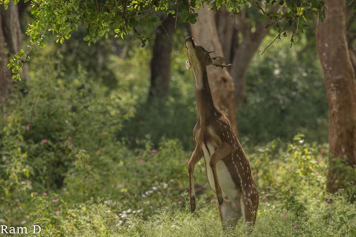Reaching out... Against the morning light the spotted deer stands out... Axis axis,Axis deer