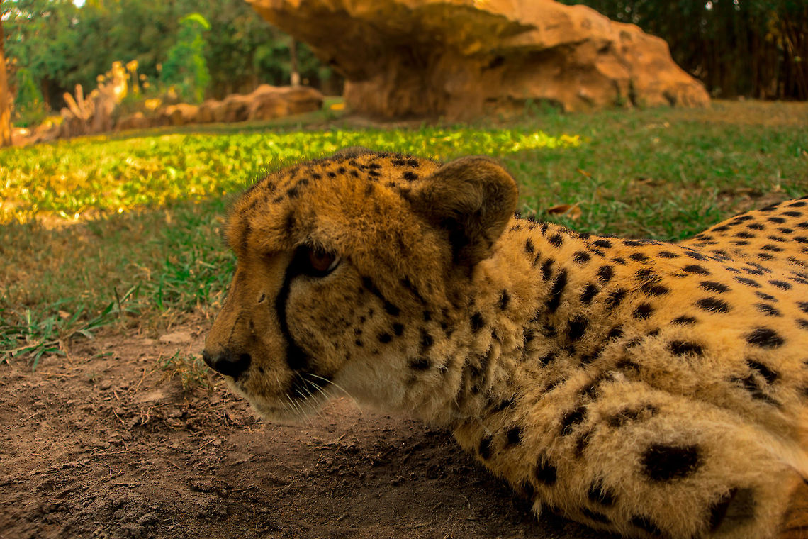 Pretend You're Napping  Acinonyx jubatus,Cheetah