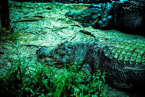 Not Gettin Up Today  Alligator mississippiensis,American Alligator
