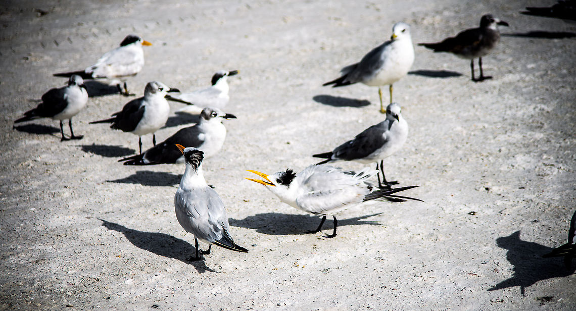 Talk To The Back Of My Head  Caspian tern,Hydroprogne caspia,Royal Tern,Thalasseus maximus