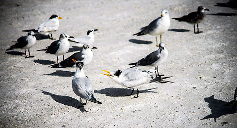 Talk To The Back Of My Head  Caspian tern,Hydroprogne caspia,Royal Tern,Thalasseus maximus